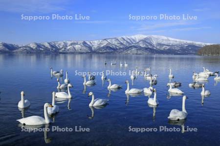 屈斜路湖の白鳥と藻琴山