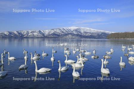 屈斜路湖の白鳥と藻琴山