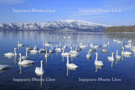 屈斜路湖の白鳥と藻琴山