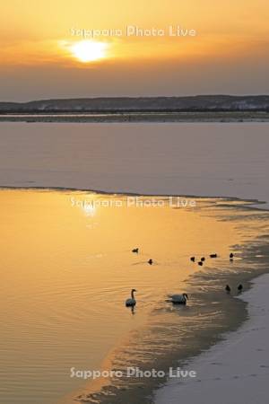 シラルトロ湖の夕景と白鳥