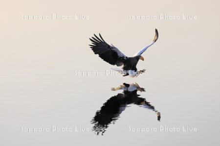 シラルトロ湖の魚を狙うオオワシ