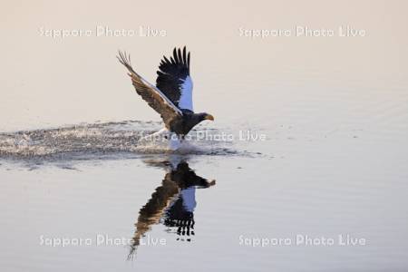 シラルトロ湖の魚を狙うオオワシ