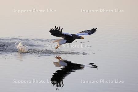 シラルトロ湖の魚を狙うオオワシ