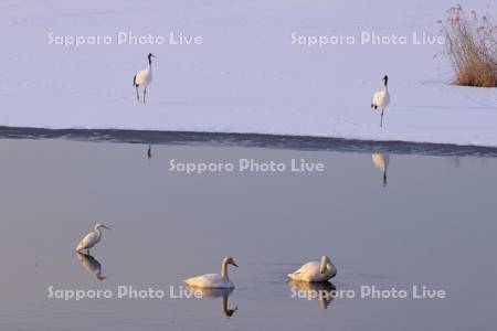 シラルトロ湖の白鳥とタンチョウ