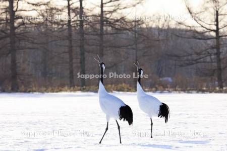 タンチョウの鳴き合い