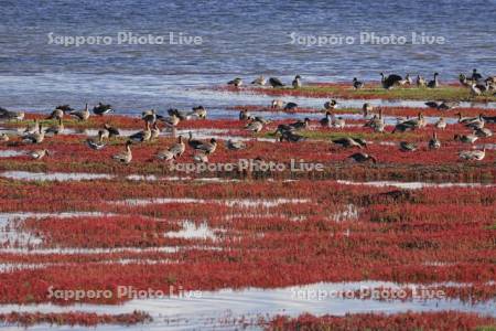 能取湖のサンゴソウとヒシクイ