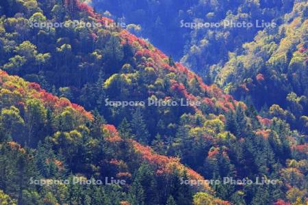 三国峠の紅葉