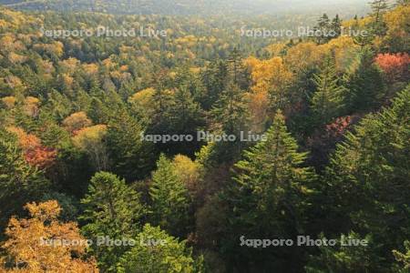 三国峠の紅葉