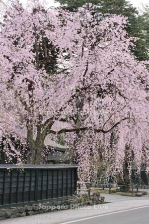 角館武家屋敷のシダレザクラ
