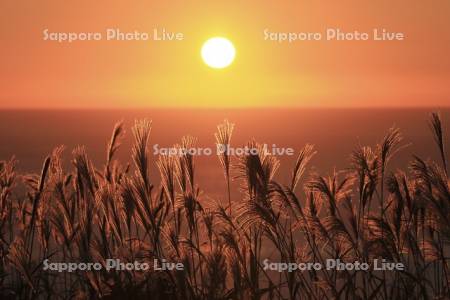 磯谷高原からススキと日本海に沈む夕日