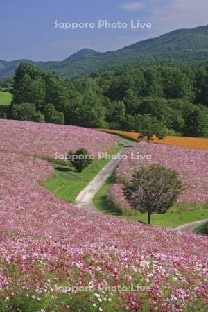 太陽の丘えんがる公園虹の広場コスモス園
