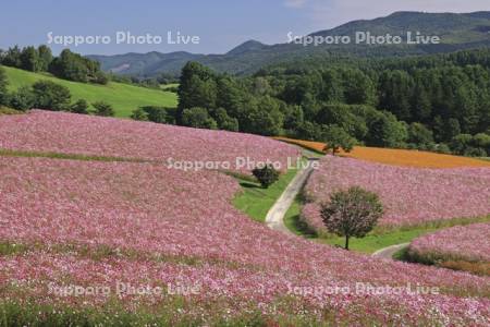 太陽の丘えんがる公園虹の広場コスモス園