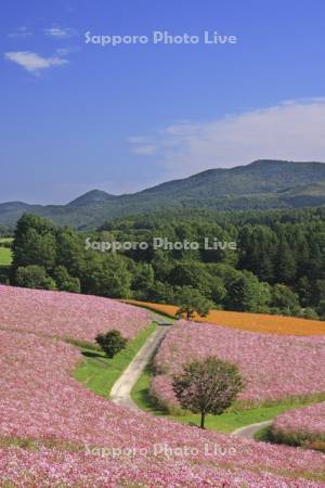 太陽の丘えんがる公園虹の広場コスモス園