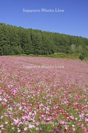 太陽の丘えんがる公園虹の広場コスモス園
