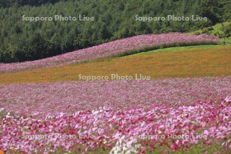 太陽の丘えんがる公園虹の広場コスモス園
