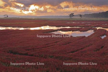 朝焼けの能取湖のサンゴソウ