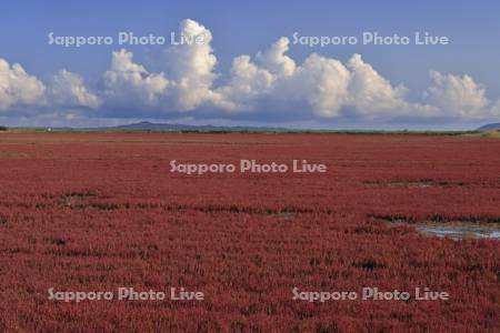 能取湖のサンゴソウ