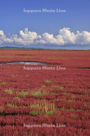 能取湖のサンゴソウ