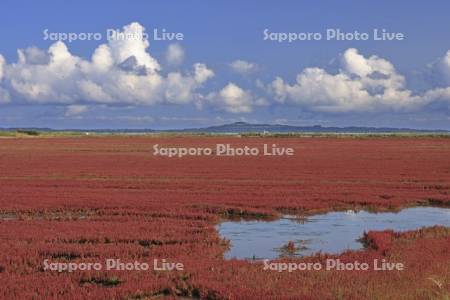 能取湖のサンゴソウ