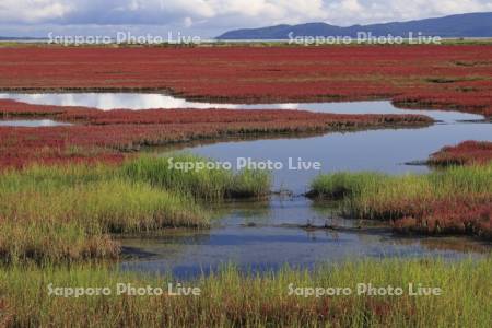 能取湖のサンゴソウ