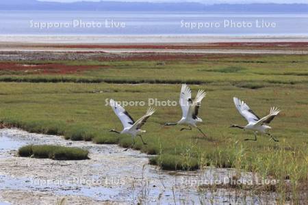 能取湖のサンゴソウとタンチョウ