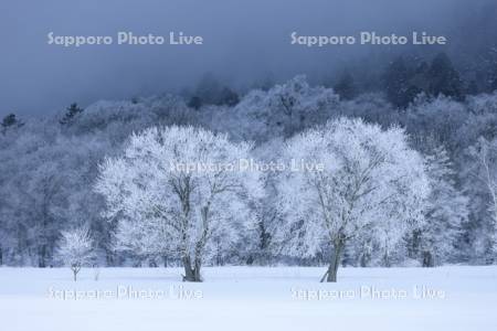 雪原の霧氷の木