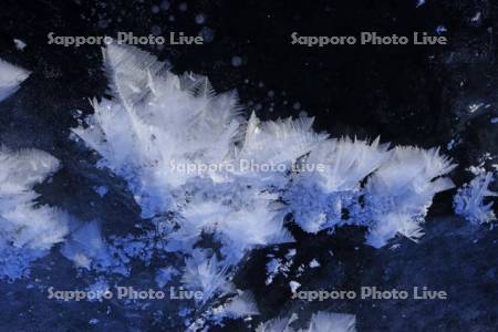 屈斜路湖の凍る湖面のフロストフラワー・霜の花