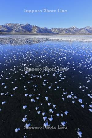 屈斜路湖の凍る湖面のフロストフラワー・霜の花