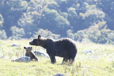 ヒグマ親子のふれあい