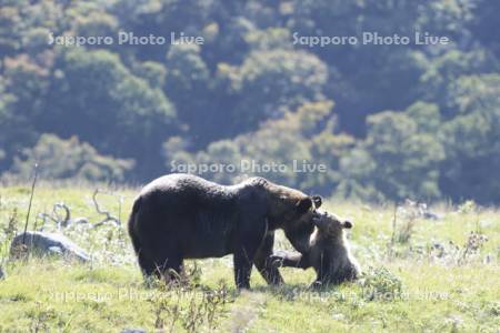 ヒグマ親子のふれあい