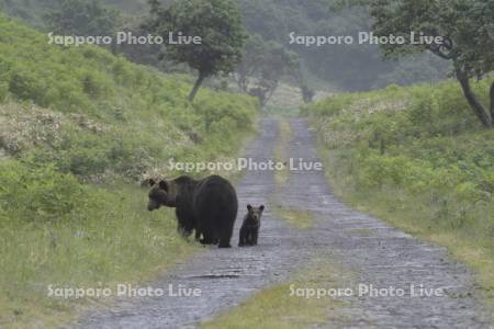 ヒグマ親子の帰り道