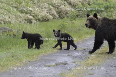 ヒグマ親子の横断