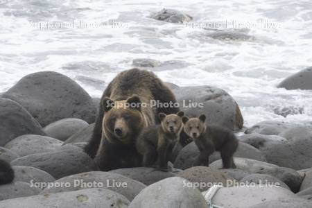 警戒するヒグマの親子