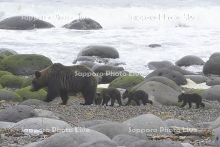 海沿いで過ごすヒグマ親子