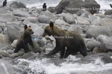 鮭を捕らえたヒグマの親子