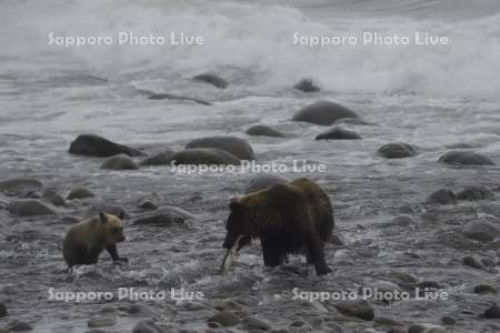 魚を捕らえたヒグマの親子