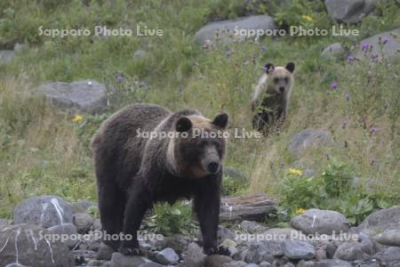 ヒグマの親子