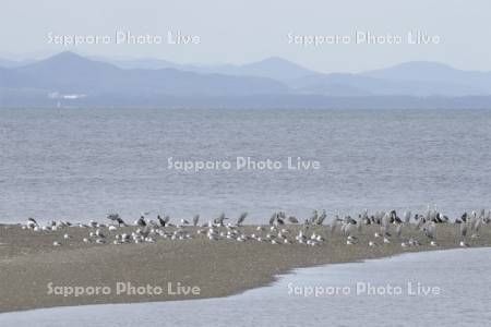 キムアネップ岬と野鳥