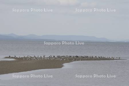 キムアネップ岬と野鳥