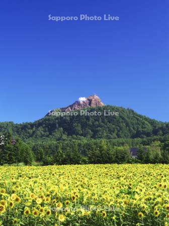 昭和新山