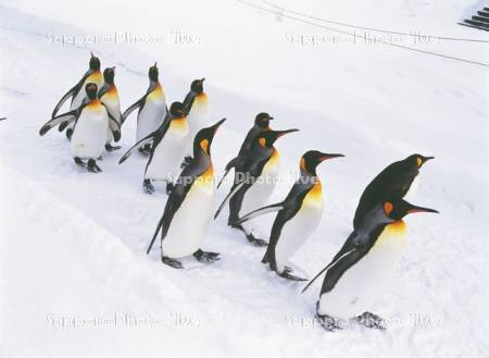 旭山動物園　ペンギンの散歩