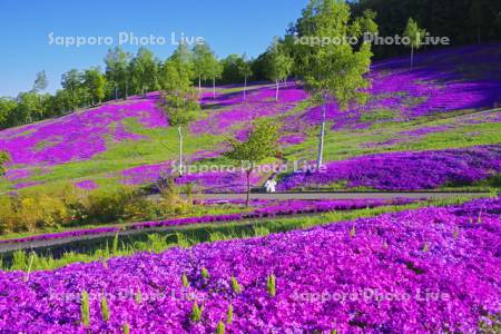 滝上公園の芝桜