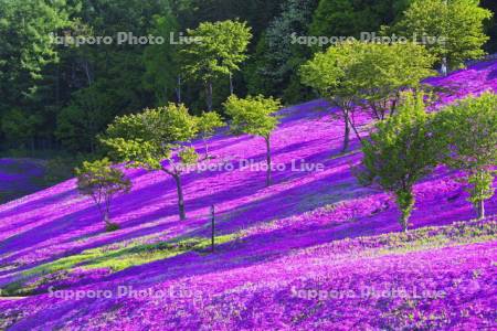 滝上公園の芝桜