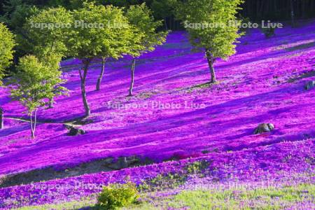 滝上公園の芝桜