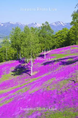 滝上公園の芝桜