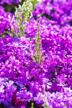 滝上公園の芝桜