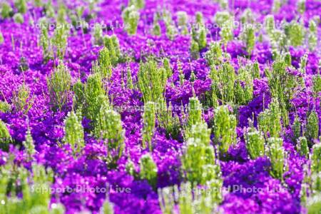 滝上公園の芝桜