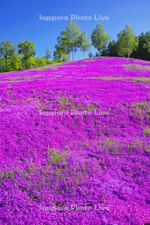 滝上公園の芝桜