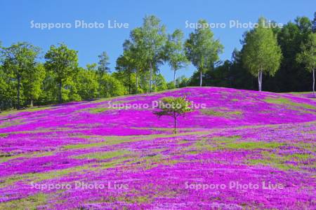 滝上公園の芝桜