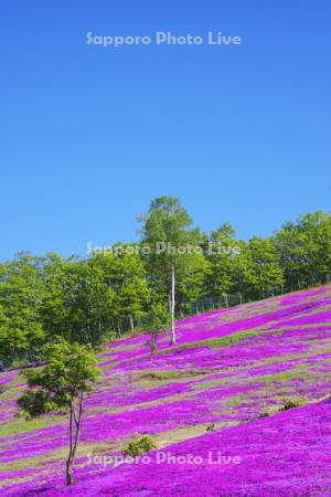 滝上公園の芝桜